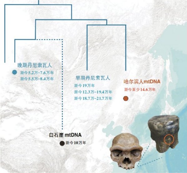 易速宝 牙结石揭秘：14.6万年前哈尔滨“龙人”竟是丹尼索瓦人